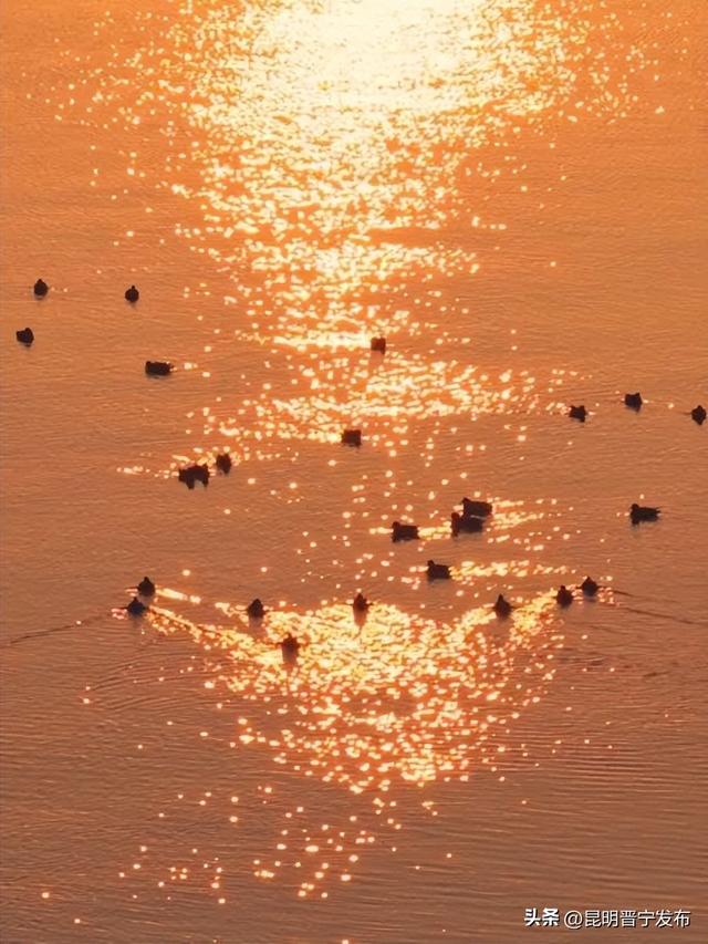 滇池南岸 浮光跃金