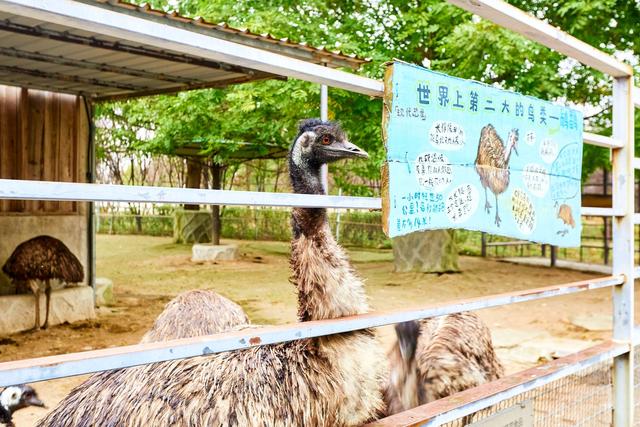 宿州野生动物园，从丛林之王到水上舞者，假日亲子研学游的好去处