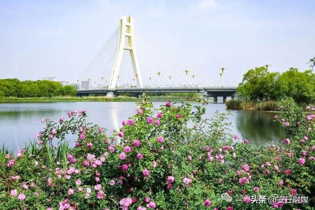 靓了一条河，美了一座城！千年汶河，风景这边独好④