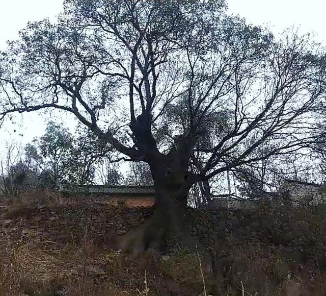 汝阳的一张绿色名片杨树岭古皂荚树