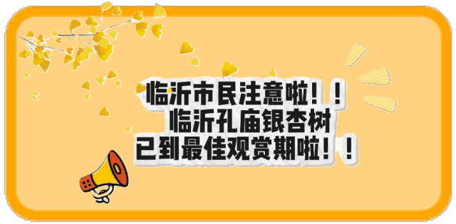 @临沂市民 银杏树已到最佳观赏期，速来！
