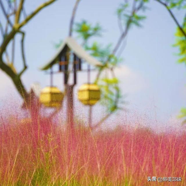 花漾邛州 | 秋日限定美景，粉黛登场！