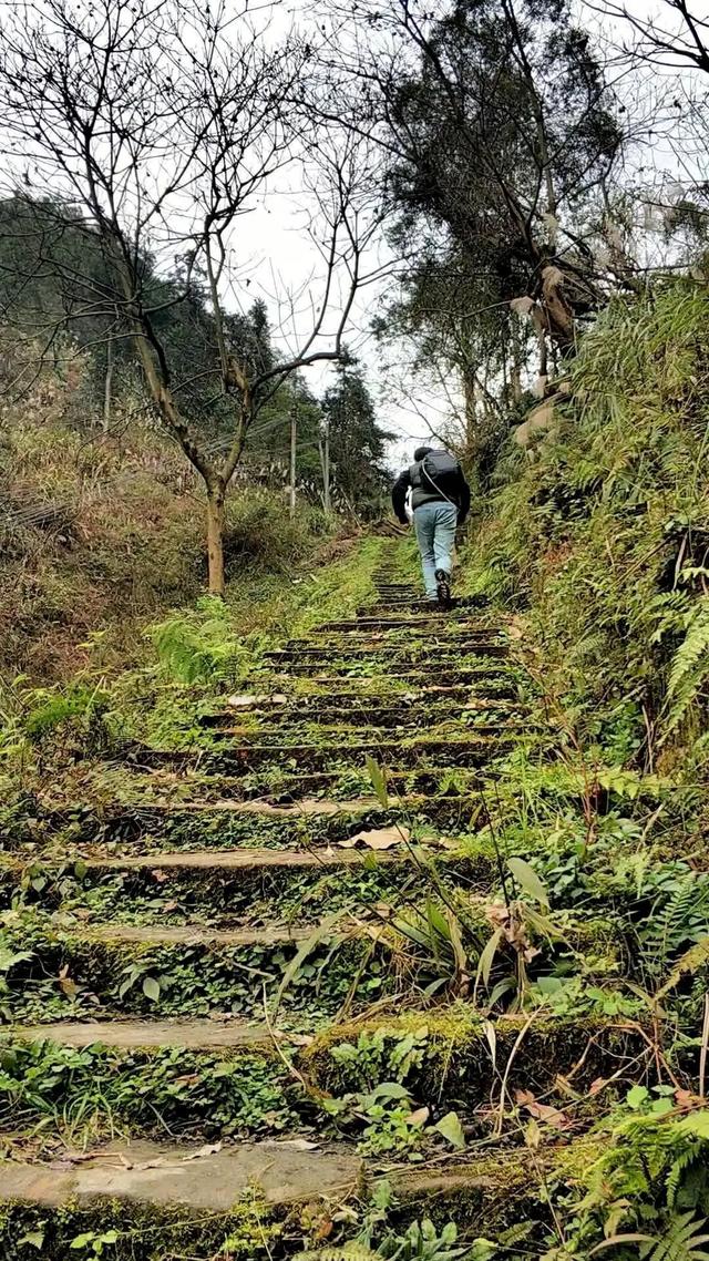 重庆荒效野岭发现大量石碑，碑身高大雕工精美，每块都有百年历史