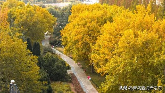 走不出这画了,我已被西海岸的秋景迷倒 🥹