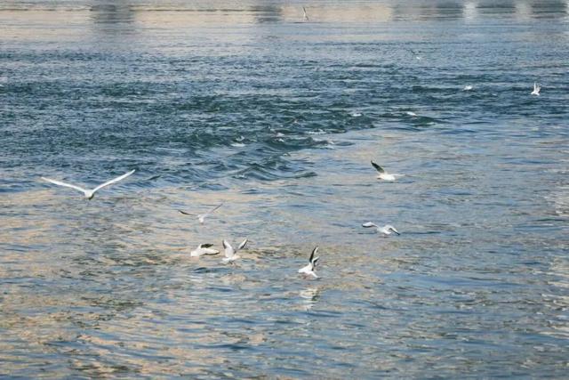 鸥！来了！“鸥”遇点位请收藏→🤳🤳🤳