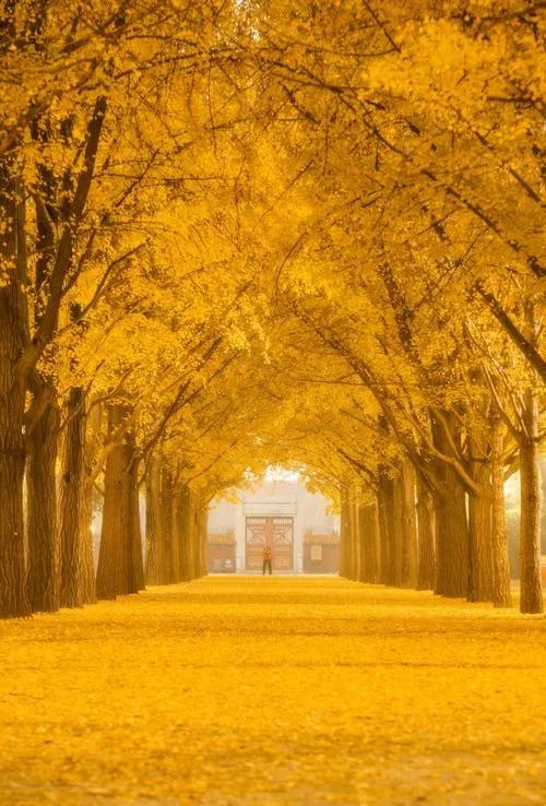 银杏黄金周倒计时!6大秘境+2个宝藏地的终极玩法,错过再等一年