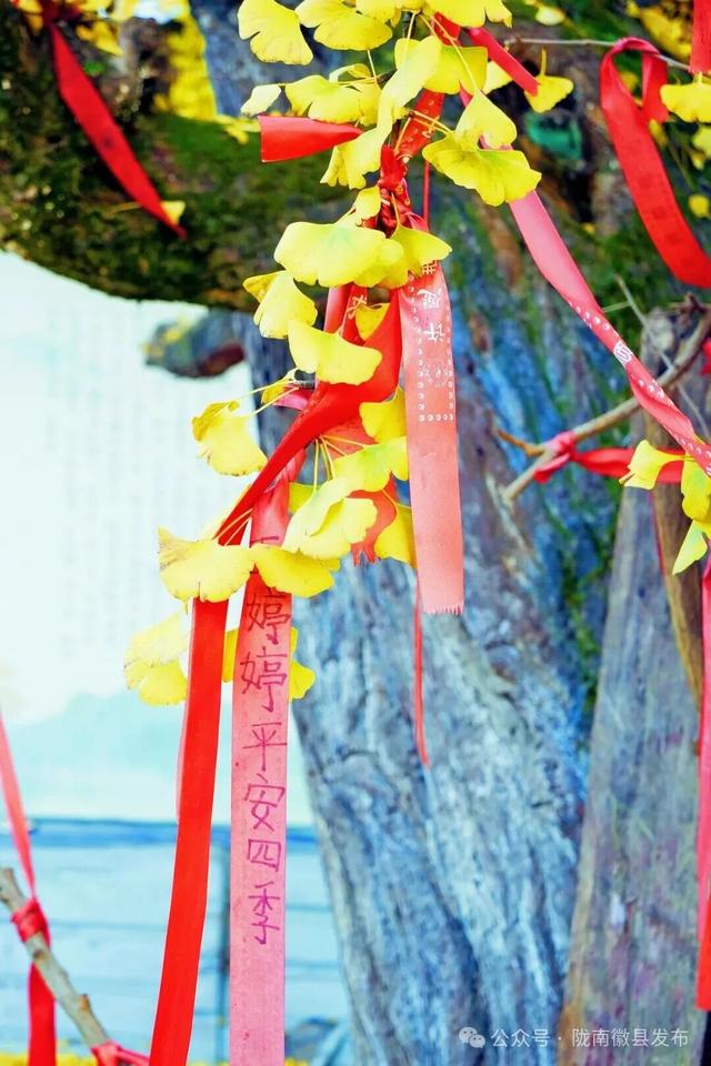 邂逅千年银杏，共赴一场时光之约
