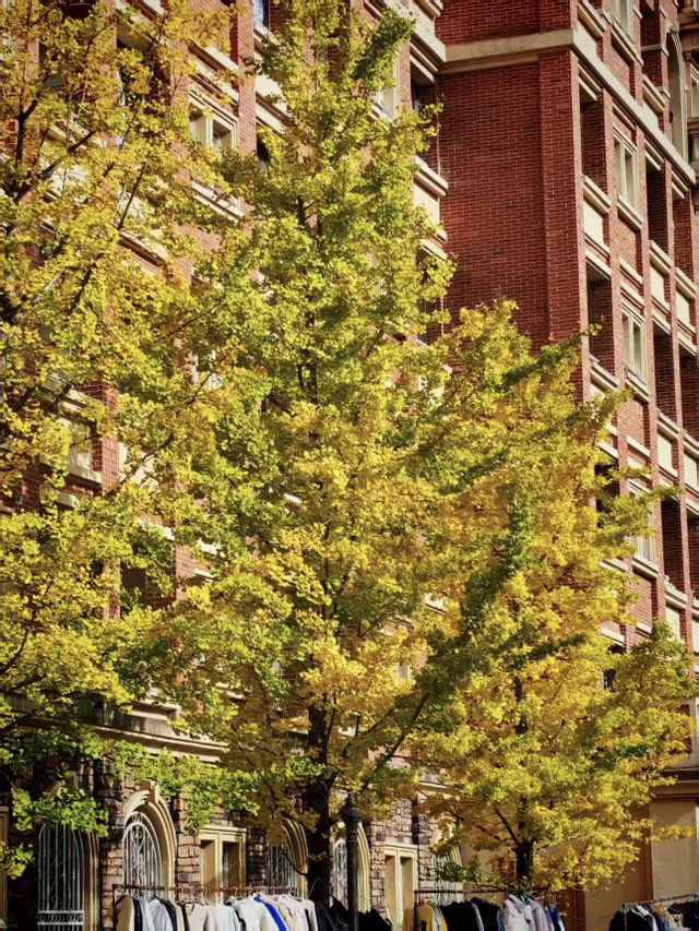 抬头！在寒冷的冬天再欣赏欣赏科院的秋吧