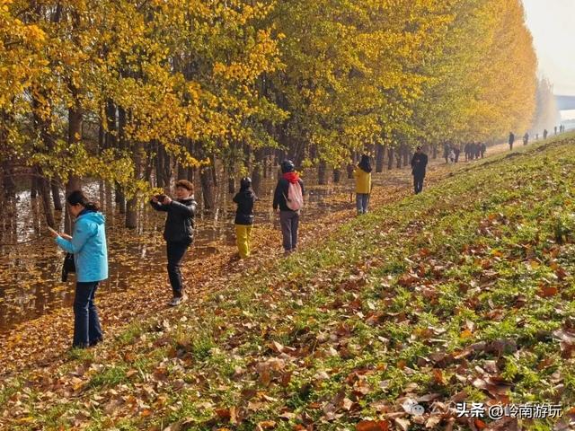 从西安出发1小时,隐藏在高陵河堤路边水上森林,美的令人窒息!
