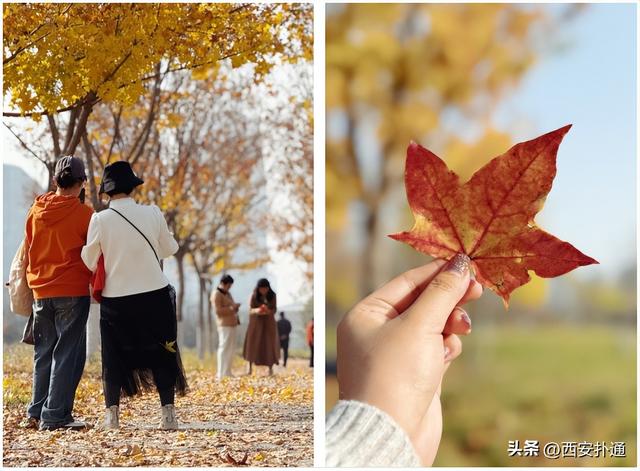 地铁直达！秋日末尾的“落叶大道”不可错过！