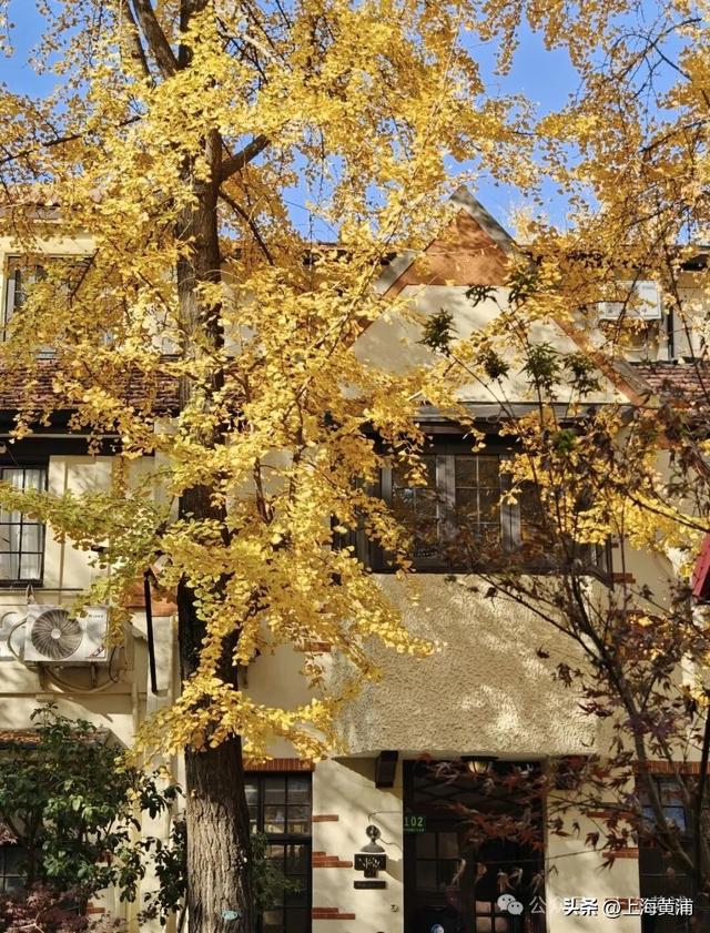 深秋限定！这条百年弄堂里尽是金色的浪漫！