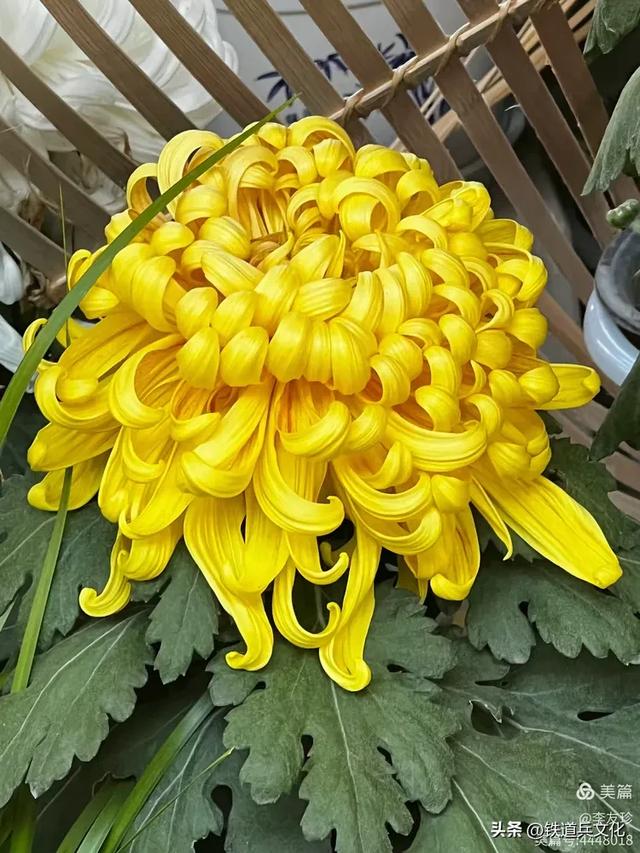 李友珍||岁月倏然·菊韵飘香——紫竹院公园的菊展