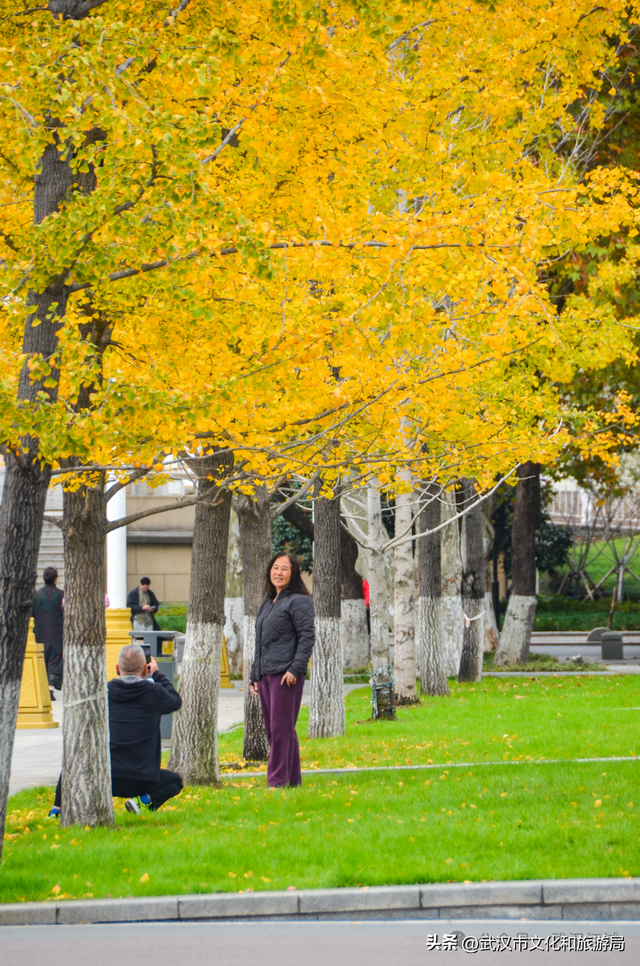 芦花不够看？江滩的银杏已经美疯了！