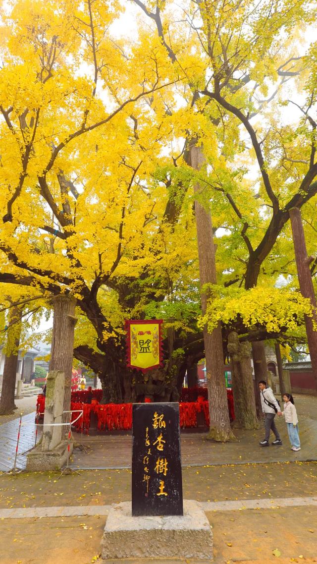 日照深秋“顶流”已就位！这组上新的“屏保”，绝美！