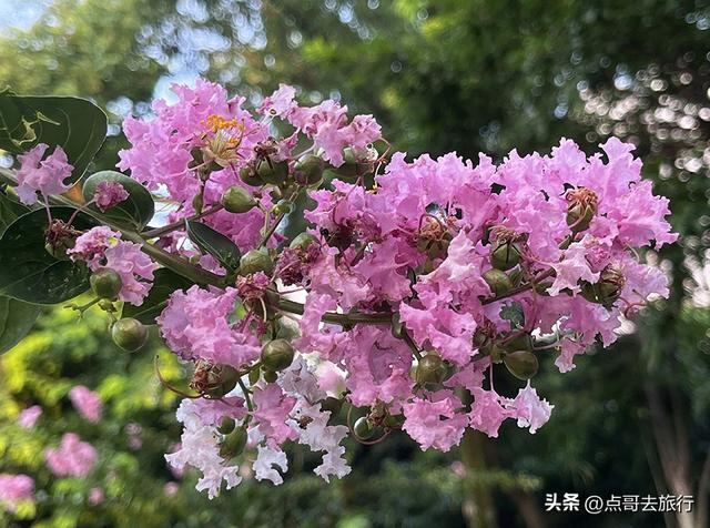 成都市区意外之地，去年被称为天然空调，今年仍然清幽，不要门票