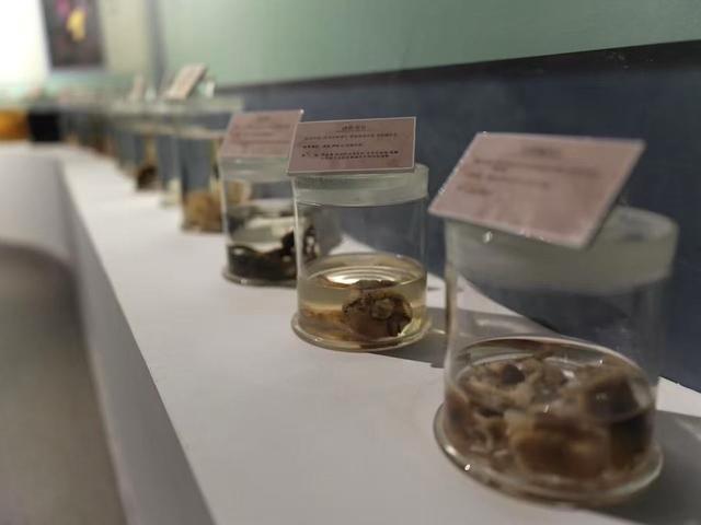 贺兰山“封育保护”25载：从历史展厅到智慧云端 贺兰山生态保护启新篇