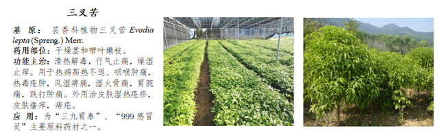 前锋三九银田南药园正式上线“乐游广东”文旅地图！