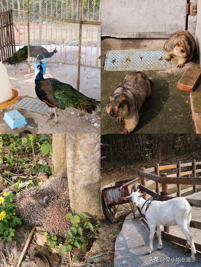 成都周边的“新西兰”牧场，看奶牛、喂萌宠、吃烧烤，被自然治愈