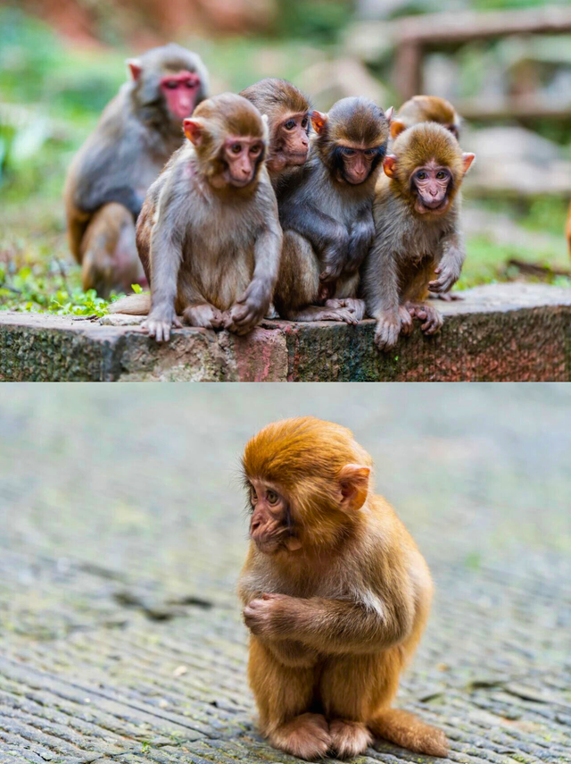 去四面山吧，别浪费重庆转瞬即逝的秋天！🍂