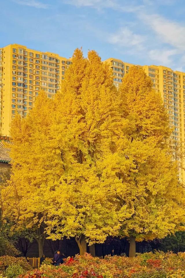 太原市迎泽区：金秋迎泽｜银杏绘就的时光画卷