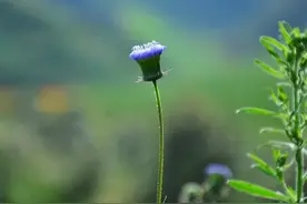 离婚了，最好的生活方式！图片