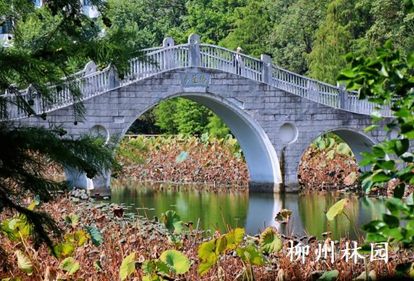 柳州市雀儿山公园荷塘“枯荷听雨”别样美