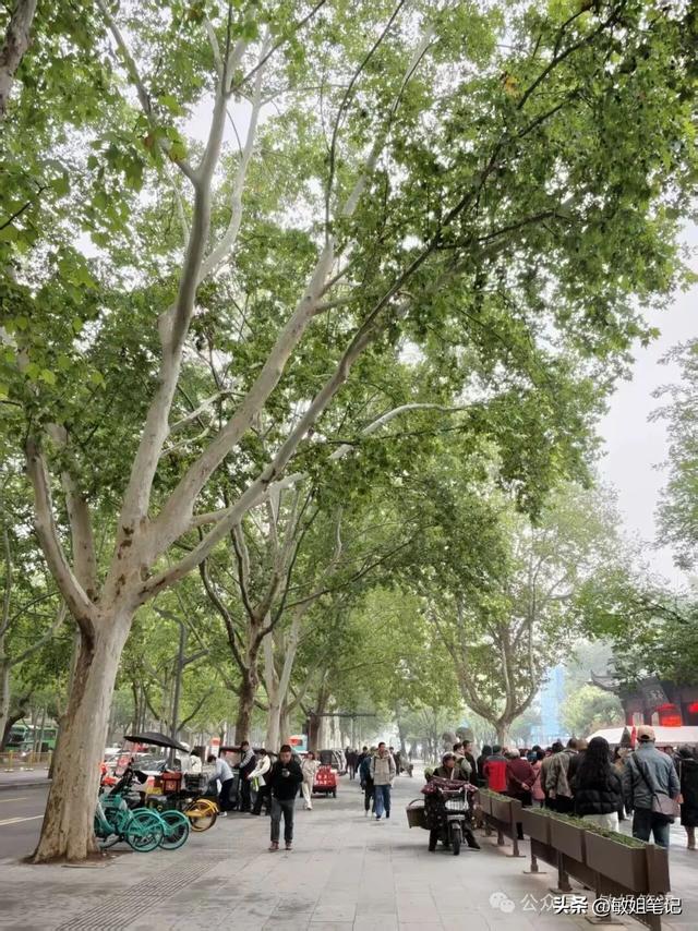 【西安游学之三】文博探秘：西安博物院