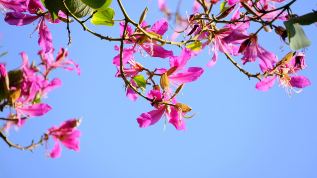 西昌12月“爆改”冬天？这条粉色大道开满了花