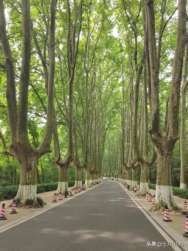 国庆假期，南京钟山风景区开启假期模式，实行交通管制，建议出行