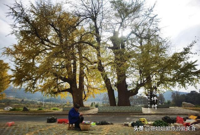 粤北小城连州：5棵千年银杏树，低调小众，等懂它的人前来赴约