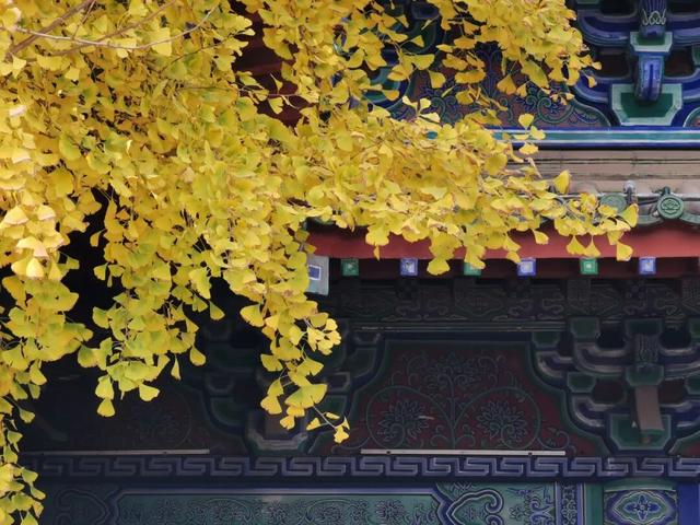 “枫”景正好！开封最美秋色已上线！