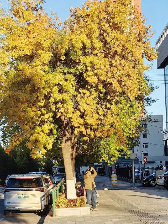 瞰盘锦｜盘锦之秋系列报道——兴隆台：晚秋登场，邂逅绚烂