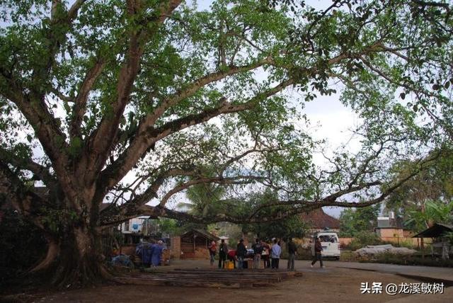 戴维在汉口考察时被投毒，好在他挺了过来，依旧有很多考察成果