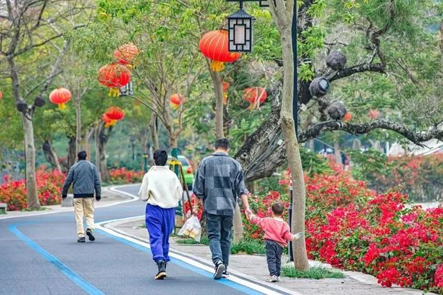 初冬“梅”好时光已至,惠城处处皆“花路”