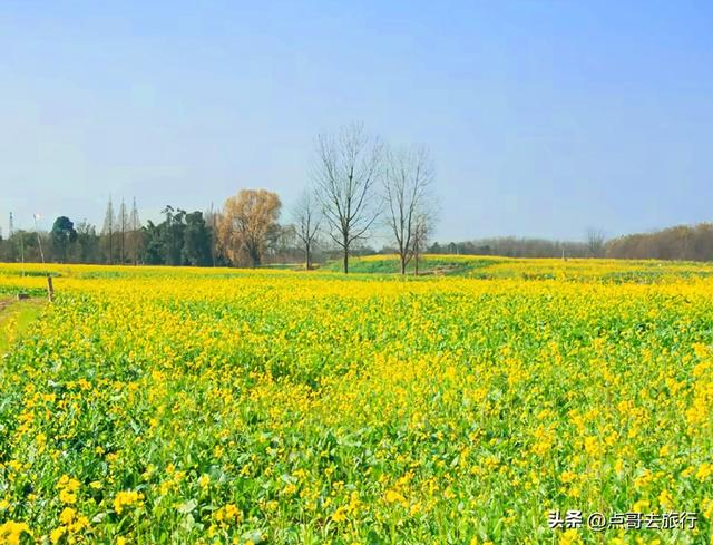 成都春天最美花开了，既壮观又唯美，这4处全免费，地铁公交可达