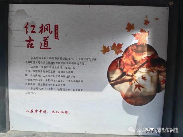 温州这两条知名红枫古道已经红啦!周末是最佳观赏期,不要错过!