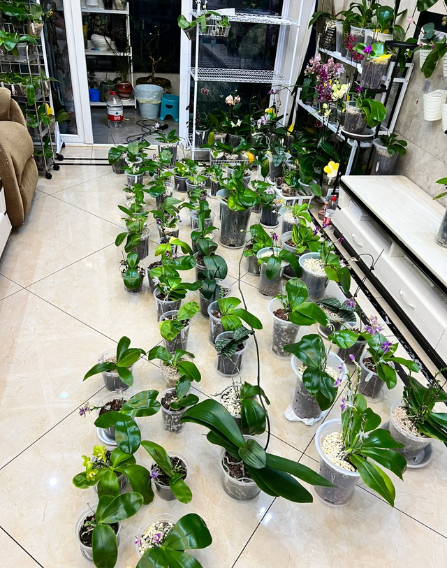 江苏一女子痴迷“蝴蝶兰	”，客厅养了300盆	，网友吐槽：绝对病态