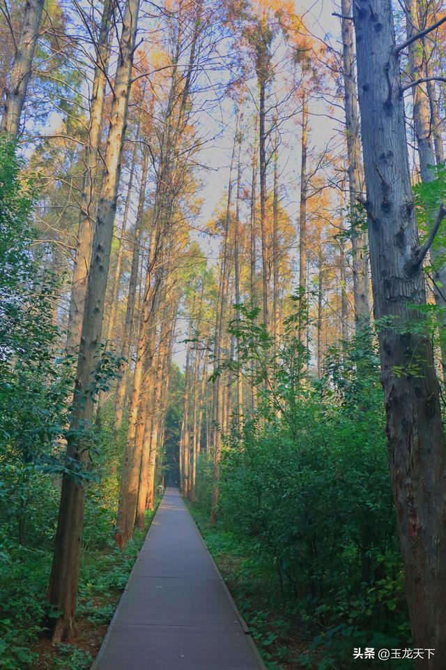 晨光与深呼吸：在同里湿地公园的万步悠然