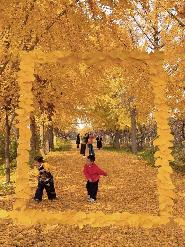金黄秘境藏乡野!菏泽鲁西新区马岭岗镇慕禾生态园银杏成秋日打卡顶流