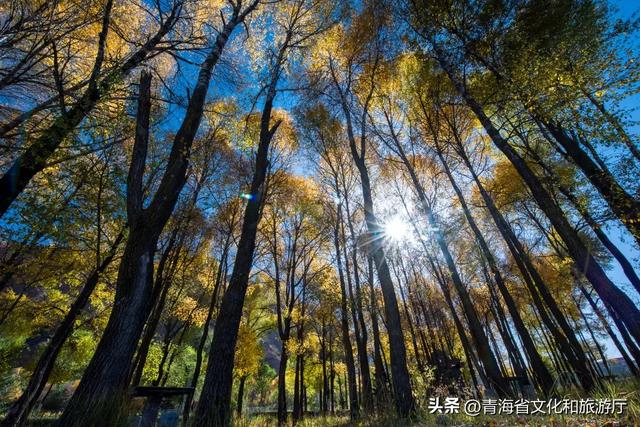 【秋日青海】别错过，夏末初秋，青海正在“换装”中！