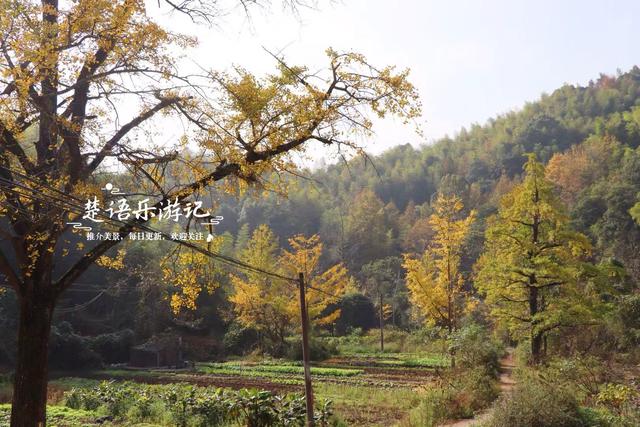 浙江宁波这两处银杏赏地比邻而居，又进入最佳观赏季，拍照很出片