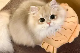 iOS系统手机微信分身详细教学。图片