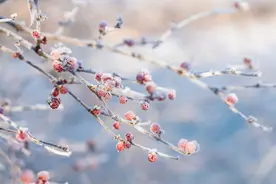 霜降|唯一以“霜”命名的节气，它来了！图片