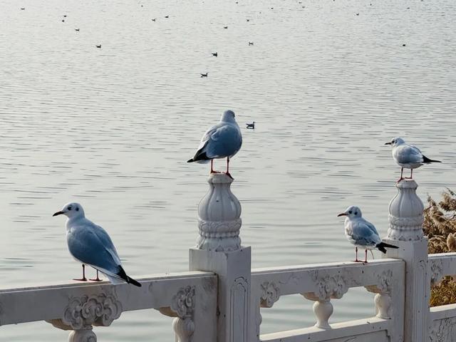 深秋太极岛：芦花漫舞，群鸟蹁跹