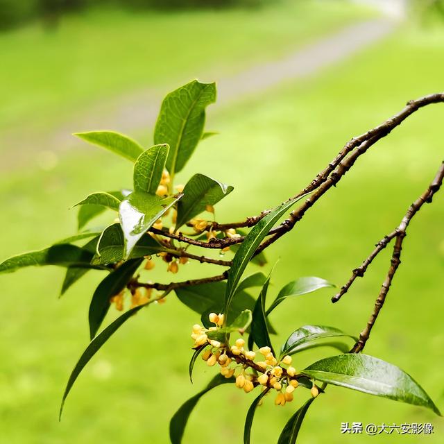 六安：丹桂飘香瓜果甜 山水美景等你来