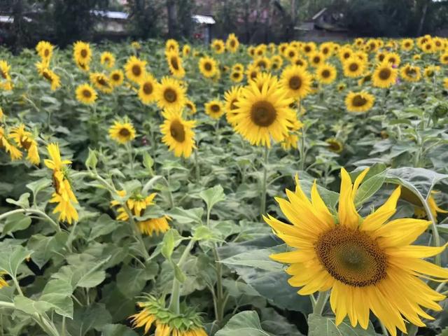 向阳花开金灿灿 城市荒地变美景