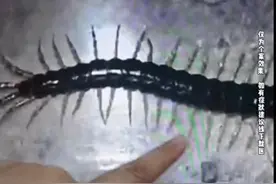 蜈蚣藏衣！女子被咬休克险丧命！家中这些地方要小心图片