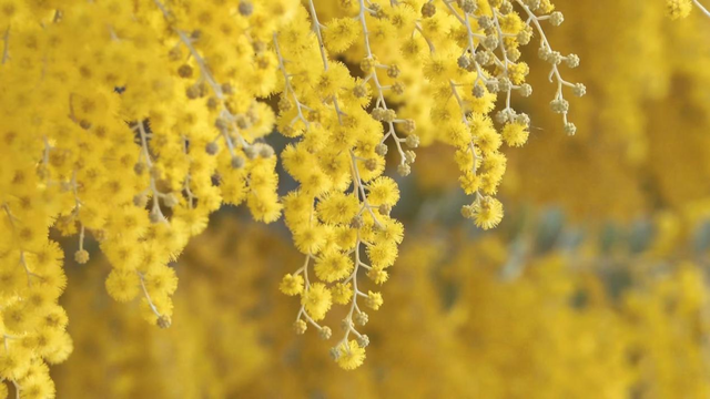 快看→西昌的满树金黄云！