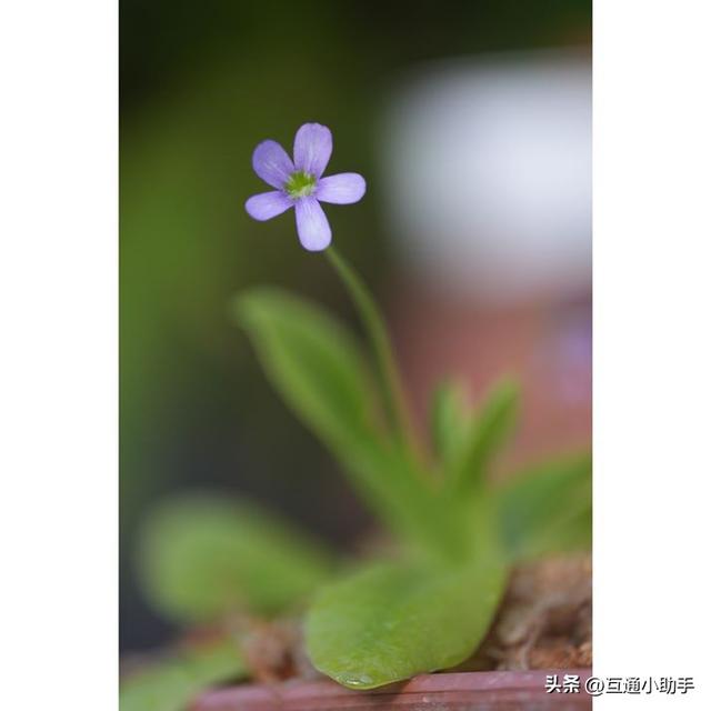 选索尼还是适马？E卡口大光圈长焦变焦镜头巅峰对决！