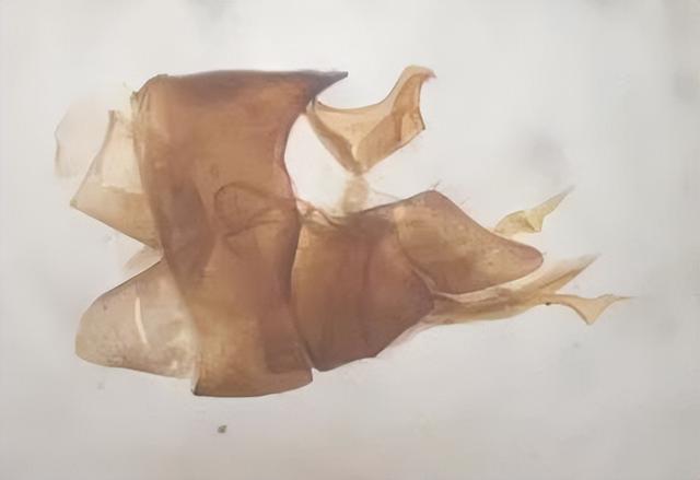 全世界只有1份标本！消失近百年后，有人在武汉的河边发现1只